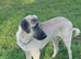 Kangal pup's