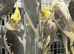 Hand Reared Baby Cockatiels