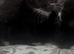 Only 3 left kittens looking for forever homes