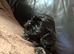 Male Shih Tzu x Lhasa Apso