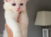 Kitten