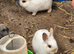 Netherland Dwarf Babies