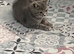 Gorgeous pure British shorthaired kittens