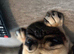 Pug looking for a loving new home