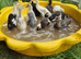 Indian Runner Duck ducklings