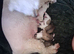 READY NOW GORGEOUS SABLE MALTIPOO PUPPIES