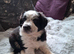 Beautiful Male Collie
