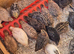 Coturnix quail hatching eggs