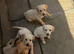 Labrador puppies