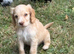 Cocker spaniels