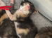 1 amazing kitten left