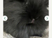 Rabbit looking for forever home
