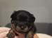 4 Beautiful Pomchi x Pups ready to reserve
