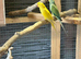 3 pairs ringnecks