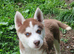 Siberian husky puppies