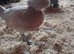 9-12 weeks of age, chickens looking for new homes