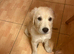 Beautiful 12 week old puppies for sale