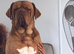Stud wanted for my 4 year old dogue de bordeaux