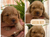 Beautiful Double Doodle puppies for sale