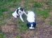 KC reg springer spaniel pups