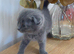 Kitten 8 weeks