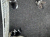5 Beautiful 8-Week-Old Kittens