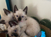 3 left beutiful kittens :) looking forever homes. ready now