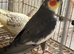 Breeding pair Cokatail