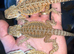 Bearded dragons
