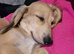 Miniature cream longhaired dachshund puppy