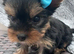 Miniature Yorkshire terrier