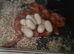3 stunning corn snakes