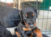 ABSOLUTELY STUNNING DOBERMAN PUPPIES FOR SALE
