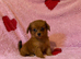 Pomeranian cross chihuahua