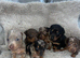 Miniature dachshund puppy’s