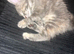12 week female kitten