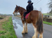Beautiful mare