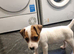Stunning jackrussell pups