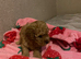 Toy poodle puppies