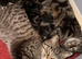 Kittens ready now