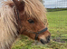 Shetland Pony