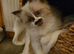Beautiful pedigree ragdoll kitten