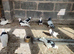 Iranian pigeons