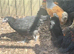 Young Black copper marans