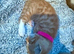 Stunning ginger and white kitten