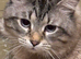 x1 Adult Male Indoor Cat for Rehoming