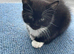 Beautiful kitten