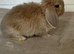 Pure Bred French Lops