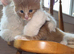 Maine Coon Kittens