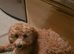 cavapoo puppy for sale
